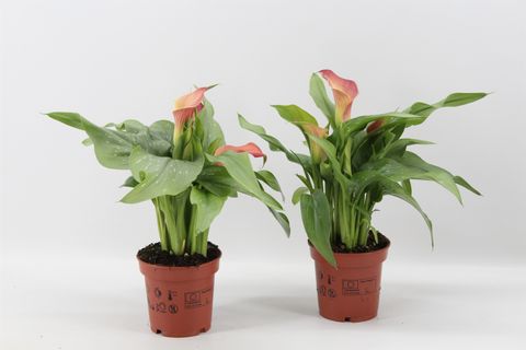 Zantedeschia 'Qatar'