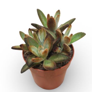 Kalanchoe tomentosa 'Coffee Bean'
