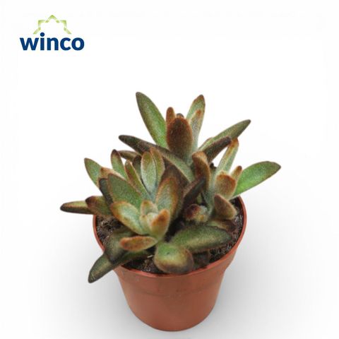 Kalanchoe tomentosa 'Coffee Bean'