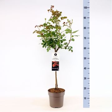 Rosa CORAL LIONS-ROSE