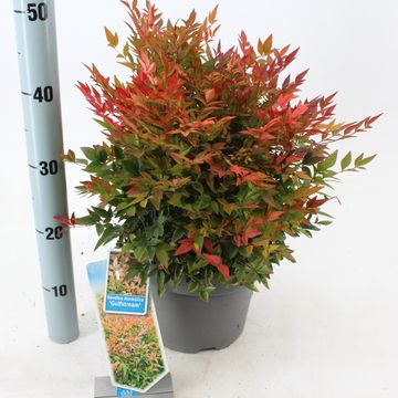 Nandina domestica 'Gulf Stream'