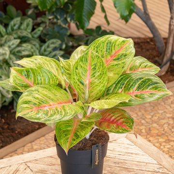 Aglaonema 'Grand Blossom'