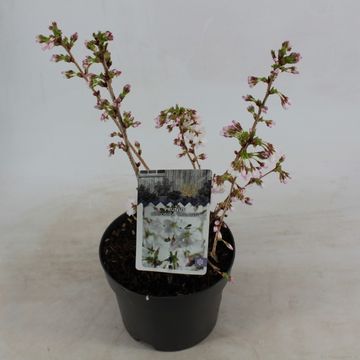 Prunus nipponica 'Бриллант'