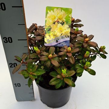 Rhododendron 'Princess Anne'