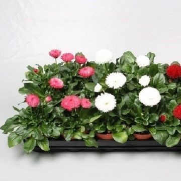 Bellis perennis ROGGLI MIX