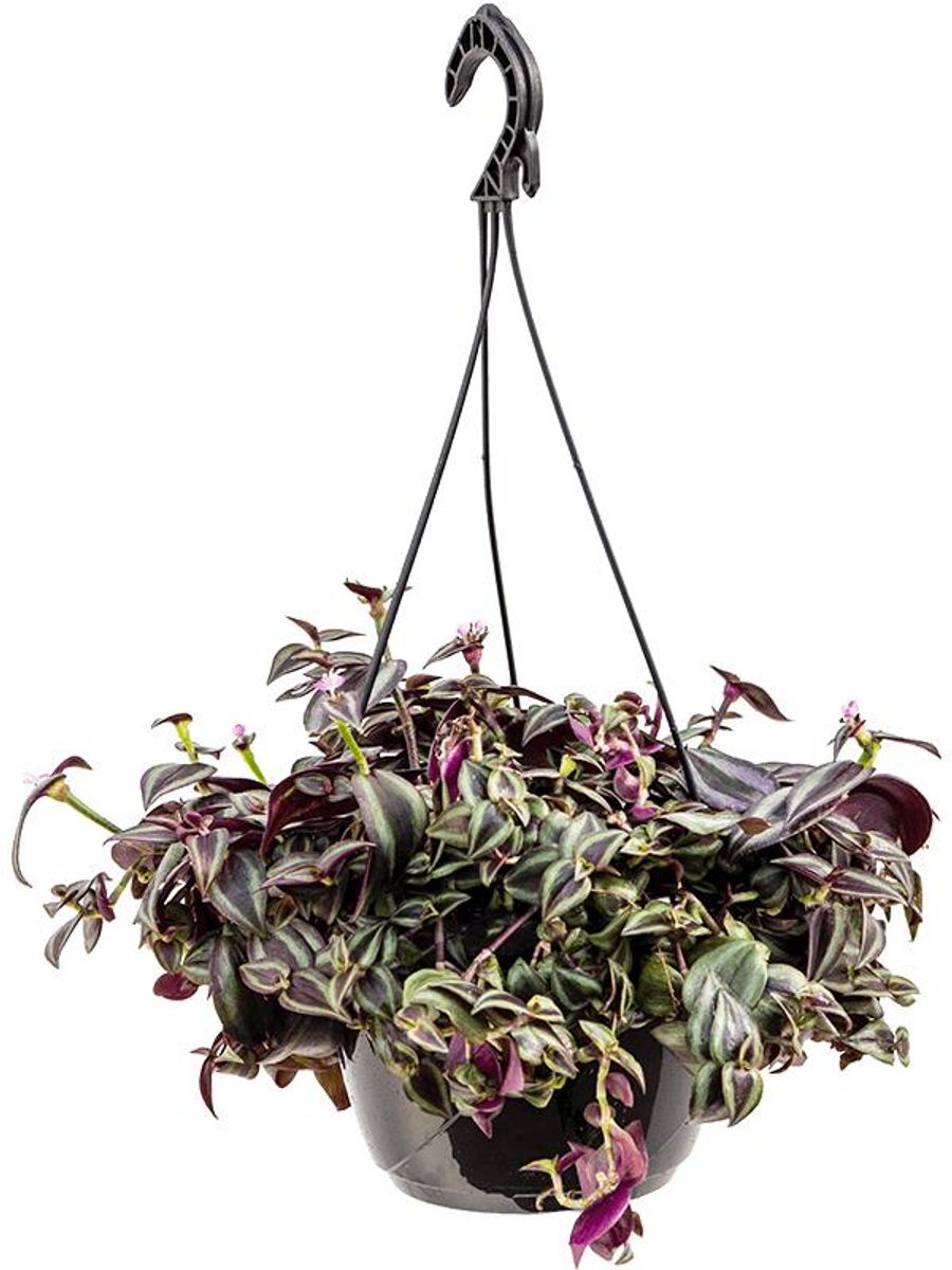 Tradescantia zebrina 'Purpurea' — Plant Wholesale FlorAccess