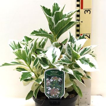 Hydrangea macrophylla 'Tricolor'