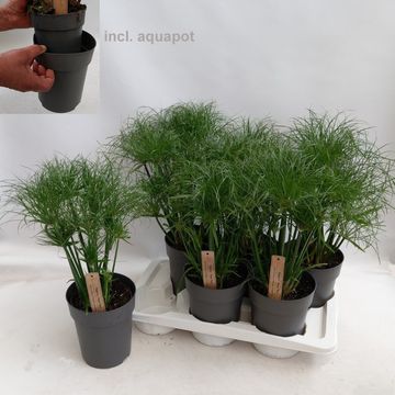 Cyperus papyrus 'Nofretete'