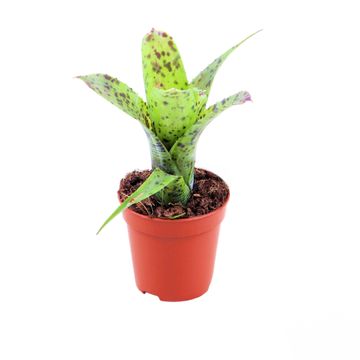 Neoregelia pauciflora