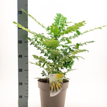 Mahonia x media 'Charity'