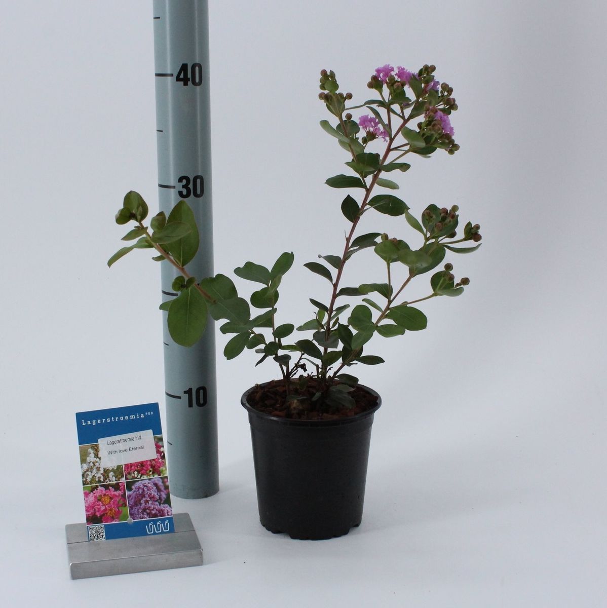 Lagerstroemia indica WITH LOVE ETERNAL — Plant Wholesale FlorAccess