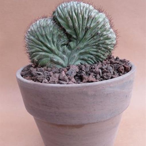 Polaskia chichipe 'Silver Cristata'