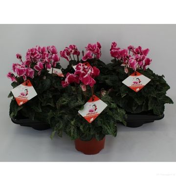 Cyclamen persicum 'Premium Abanico Magenta'