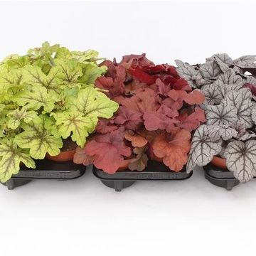 Heuchera MIX