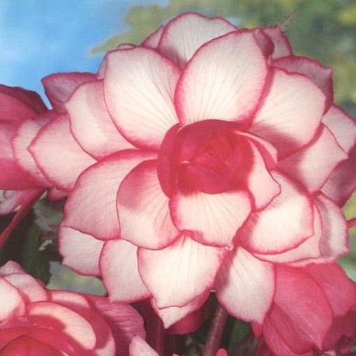 Begonia 'Bouton de Rose' (Admiraal Handelskwekerij)