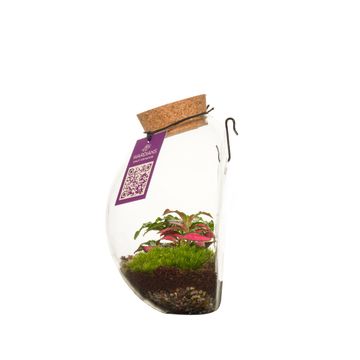 Arrangement Terrarium