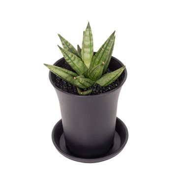 Sansevieria 'Inti Mini No.2'