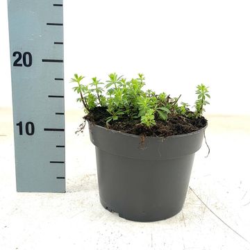 Galium odoratum