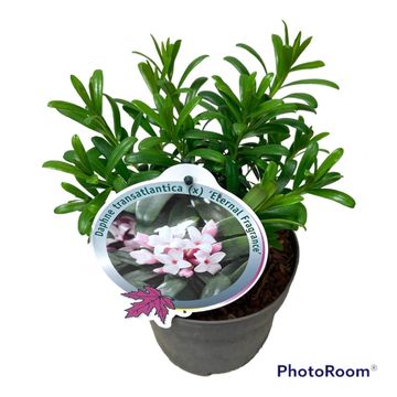 Daphne x transatlantica ETERNAL FRAGRANCE