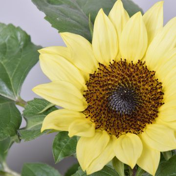 Helianthus annuus 'Sunsation Lemon'