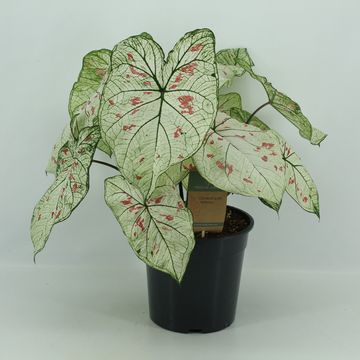 Caladium 'Strawberry Star'