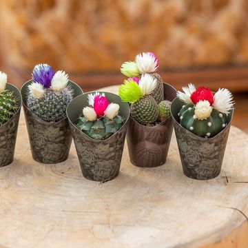 Cactus MIX