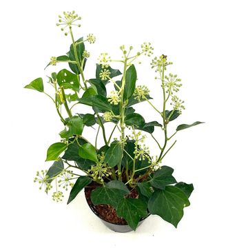 Hedera helix 'Arborescens'