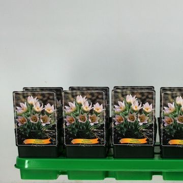 Pulsatilla vulgaris 'Perlen Glocke'