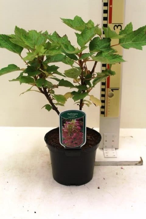 Hydrangea quercifolia 'Munchkin'