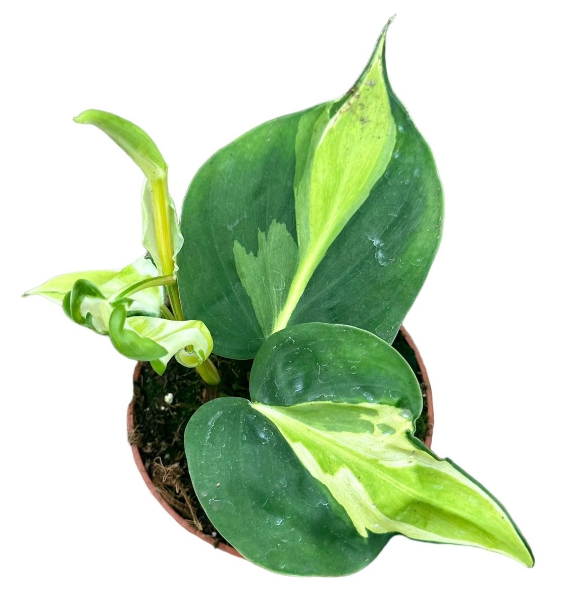 Philodendron 'Cream Splash' — Plant Wholesale FlorAccess