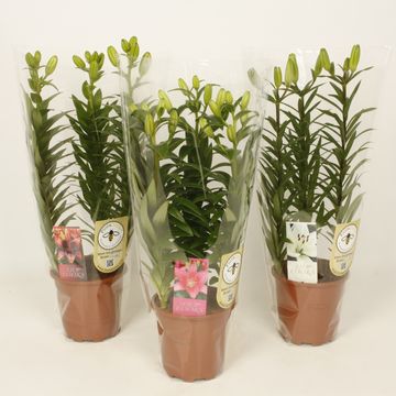 Lilium MIX