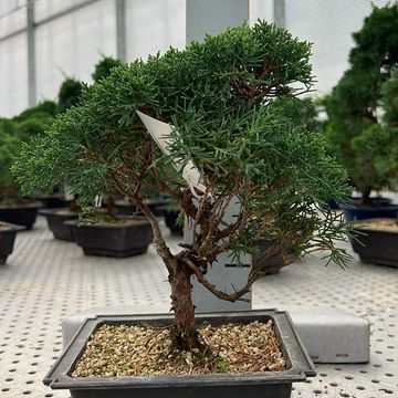 Juniperus chinensis