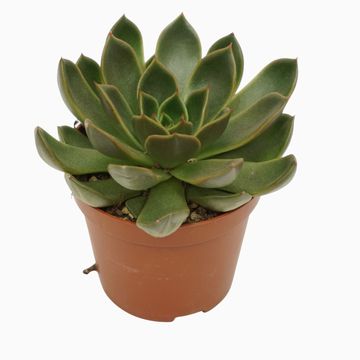 Echeveria 'Mira'