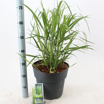 Panicum virgatum 'Stäfa'