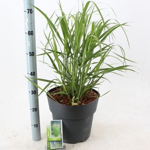 Panicum virgatum 'Stäfa'