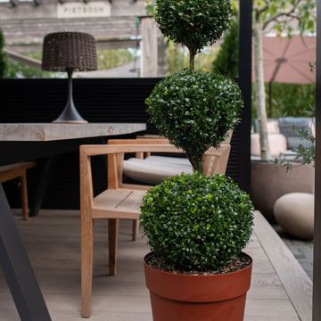 Buxus sempervirens