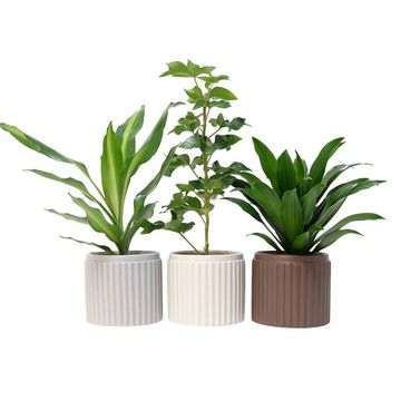 Plantas o interior MIX