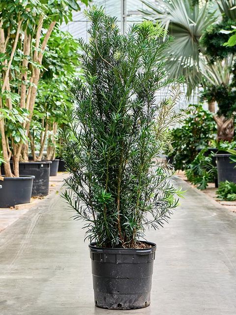 Podocarpus macrophyllus