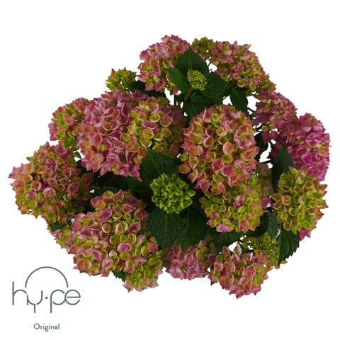 Hydrangea macrophylla HI RIVER PINK