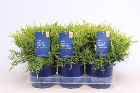 Juniperus x pfitzeriana 'Old Gold'