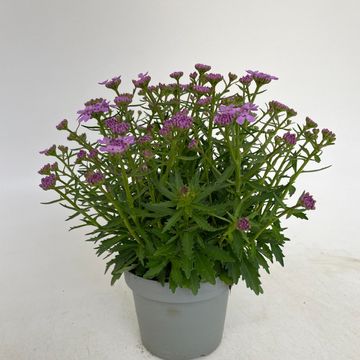 Iberis MERMAID LAVENDER