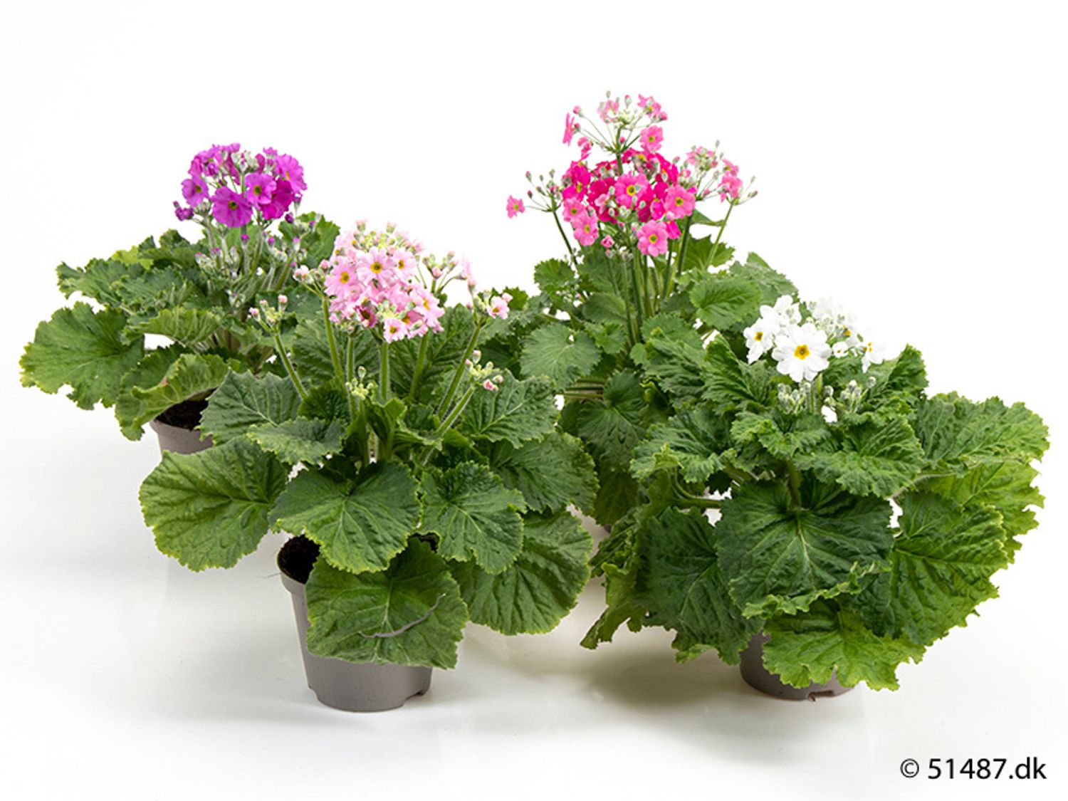 Primula malacoides MIX — Plant Wholesale FlorAccess