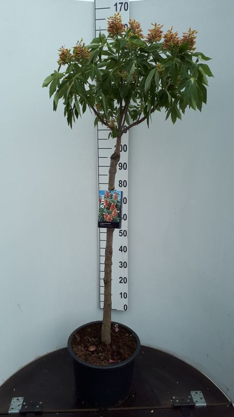 Aesculus pavia discolor