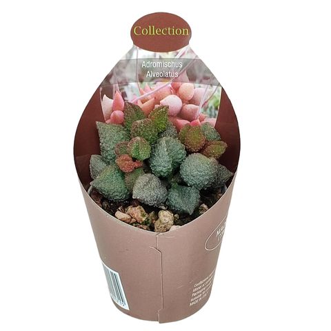 Adromischus marianae herrei 'Coffee Bean'