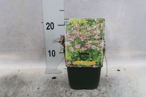 Anemone hupehensis 'Splendens'