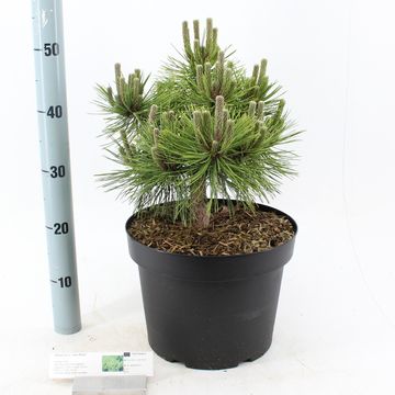 Pinus densiflora 'Jane Kluis'