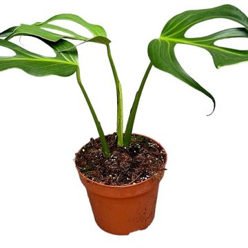 Monstera 'Burle Marx Flame'