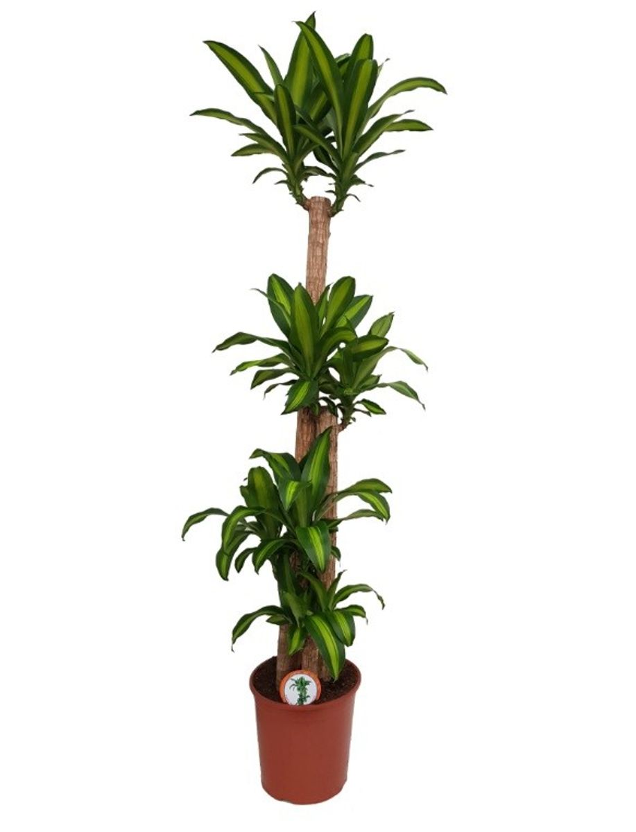Dracaena fragrans 'Massangeana'  Pflanzengrohandel FlorAccess
