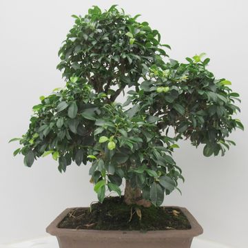 Eugenia uniflora