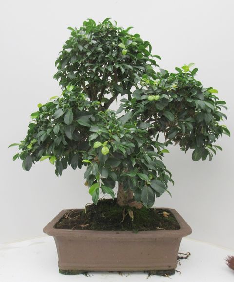 Eugenia uniflora